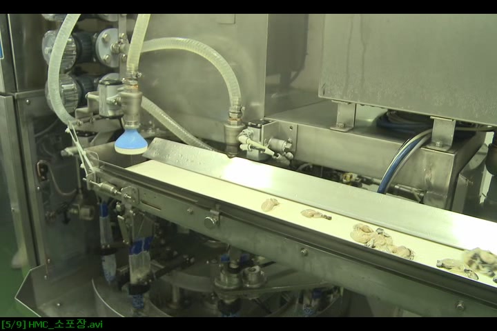 Oysters moving along a conveyor belt through automated processing equipment at a seafood facility.